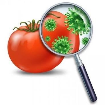 Болит желудок голова озноб